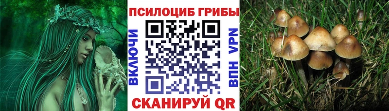 закладки  Железногорск-Илимский  Галлюциногенные грибы Cubensis 